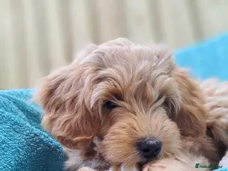 Australian Labradoodle dogs Rufus puppies - Advert 1