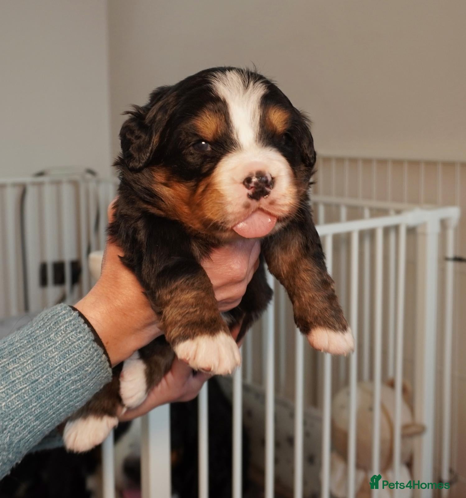 Bernese Mountain Dog dogs KC Registered Bernese Mountain Dog Puppies - Advert 1