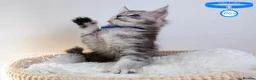 Maine Coon cats for sale: Stunning Maine Coon Kittens - Advert 8