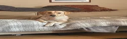 Labrador Retriever dogs for sale: Beautiful KC Registered Labrador Puppies - Advert 5