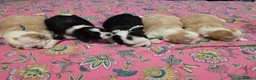Shihpoo dogs for sale: Shih tzu x Shihpoo in Swanscombe - Advert 7