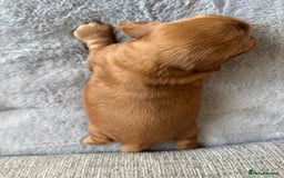 Cocker Spaniel dogs for sale: Beautiful cocker spaniel puppies  - Image 16