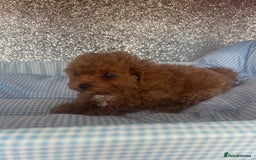Cavapoo dogs for sale: F1 b cavapoo puppies 🐶  - Image 18