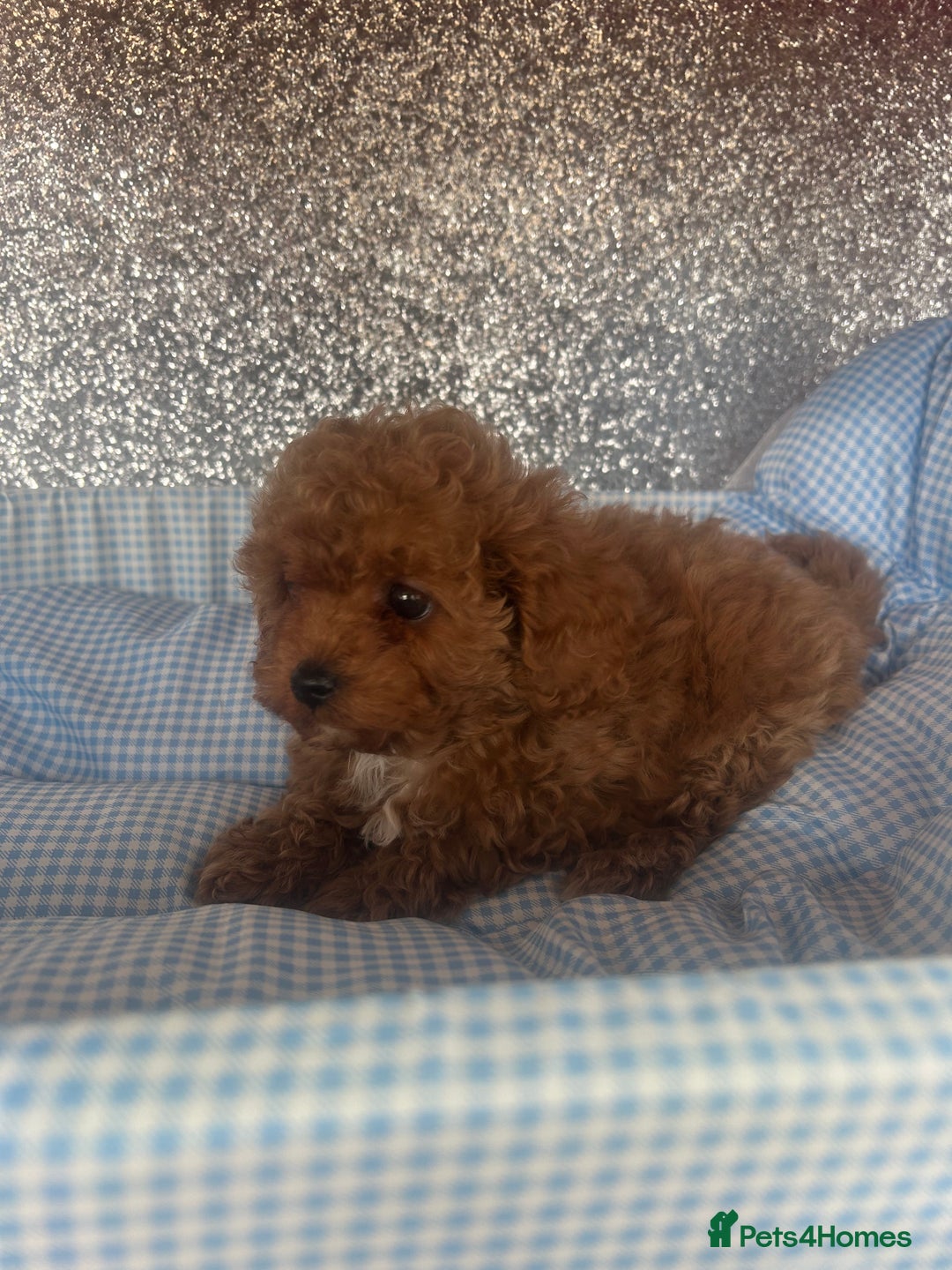 Cavapoo dogs for sale: F1 b cavapoo puppies 🐶  - Image 18