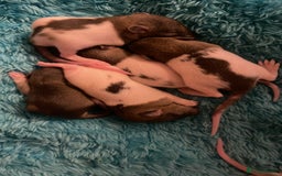 Rat rodents for sale: Rats looking for 5* homes only  - Image 19