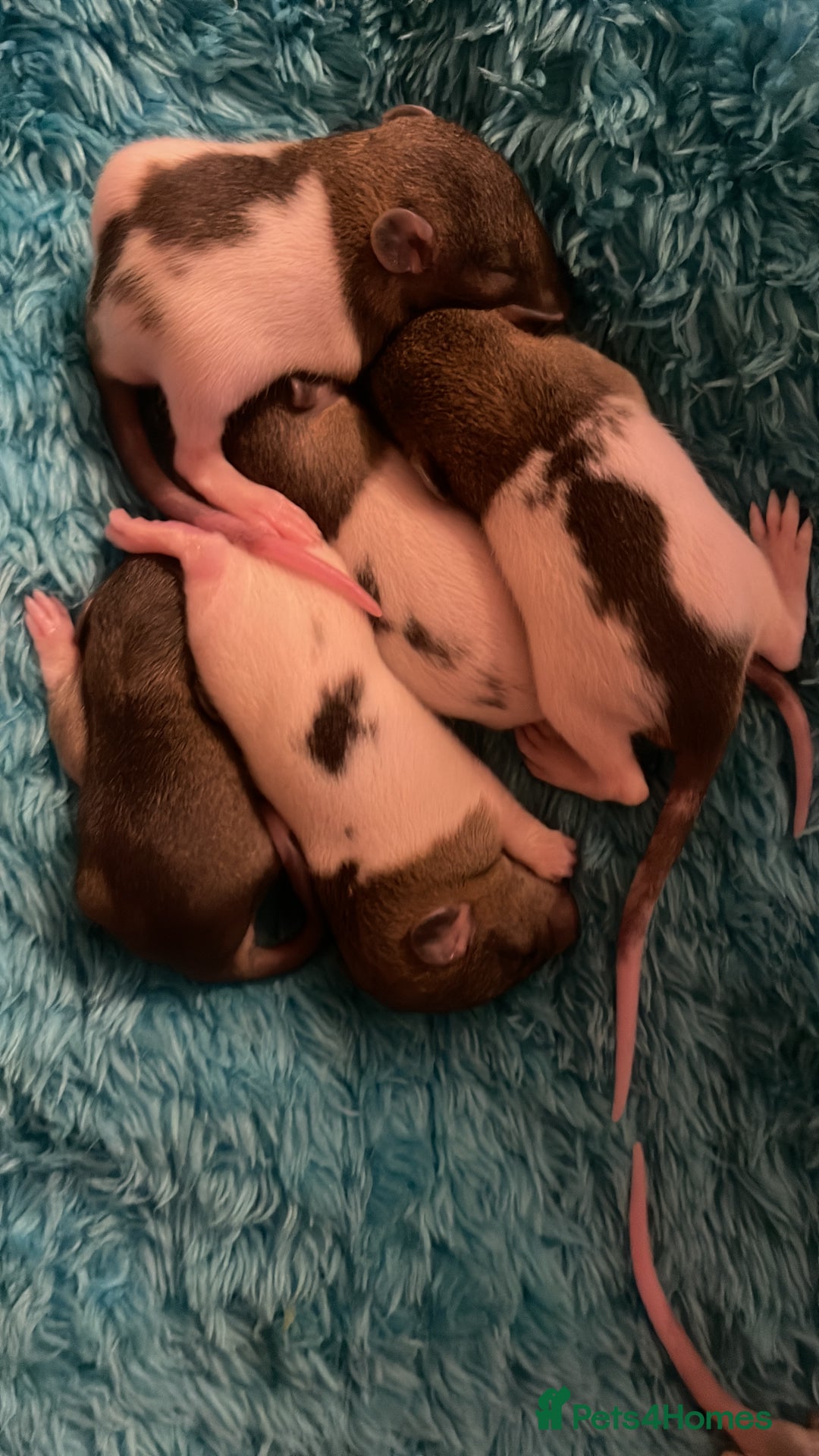 Rat rodents for sale: Rats looking for 5* homes only  - Image 19