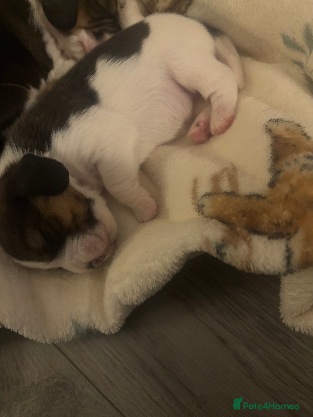 Beagle dogs for sale: Beagle  - Image 4