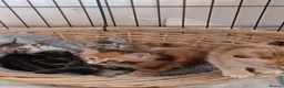 Mixed Breed cats for sale: lovely Coloured kittens - Advert 2
