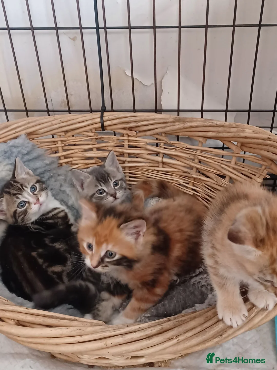 Mixed Breed cats for sale: lovely Coloured kittens - Advert 2