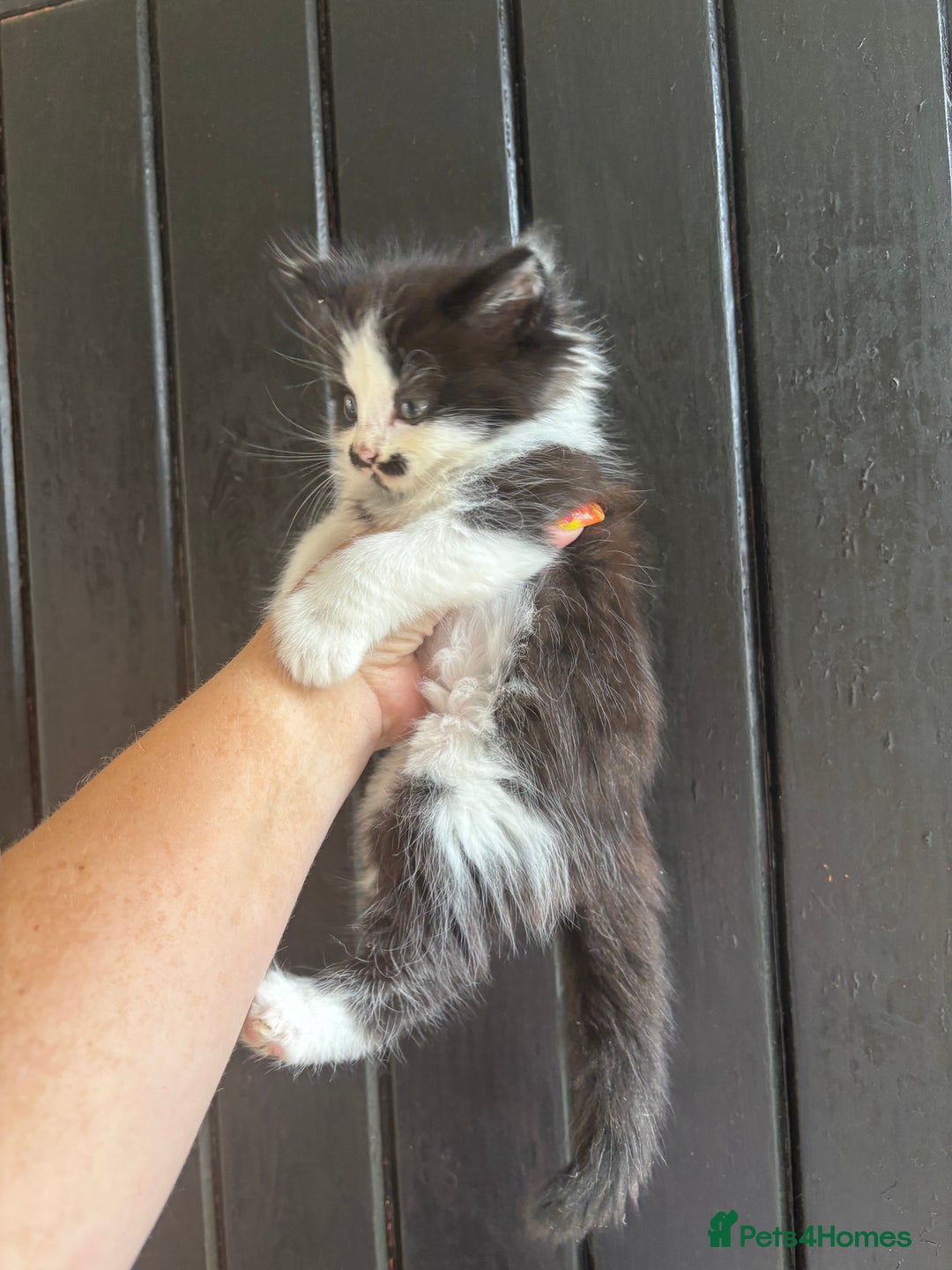 Maine Coon cats for sale: 2 female, 1 male ready for their forever home - Image 6