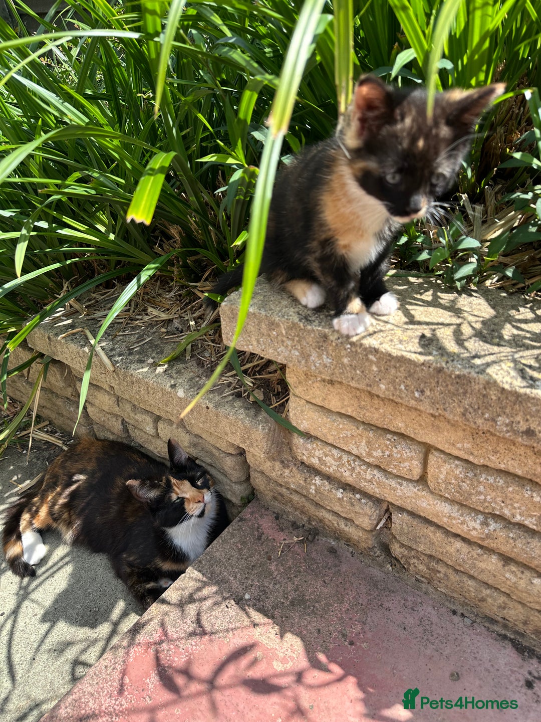 British Shorthair cats for sale: Female Ginger, Calico and Black and White - Image 8