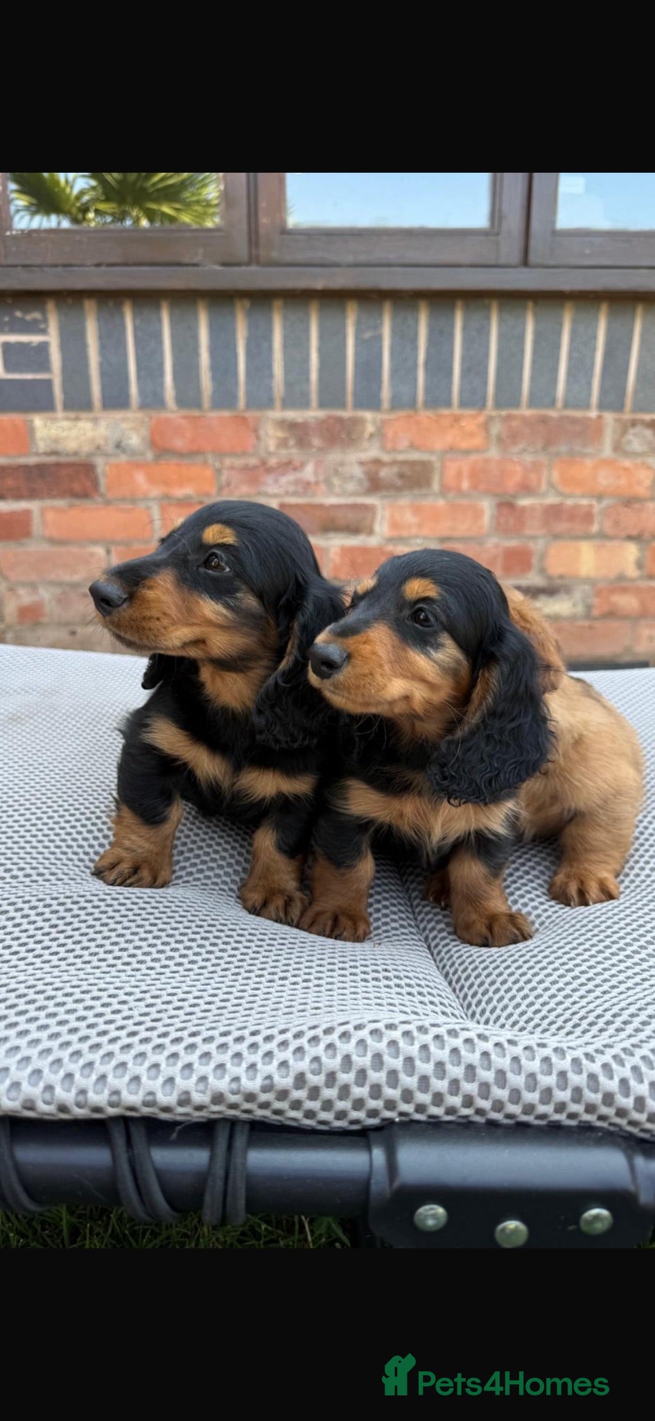 Dachshund dogs Miniature long haired dachshund puppies  - Advert 1