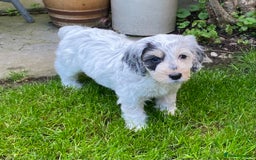 Cockapoo dogs for sale: Beautiful cockapoo puppy’s  - Image 4