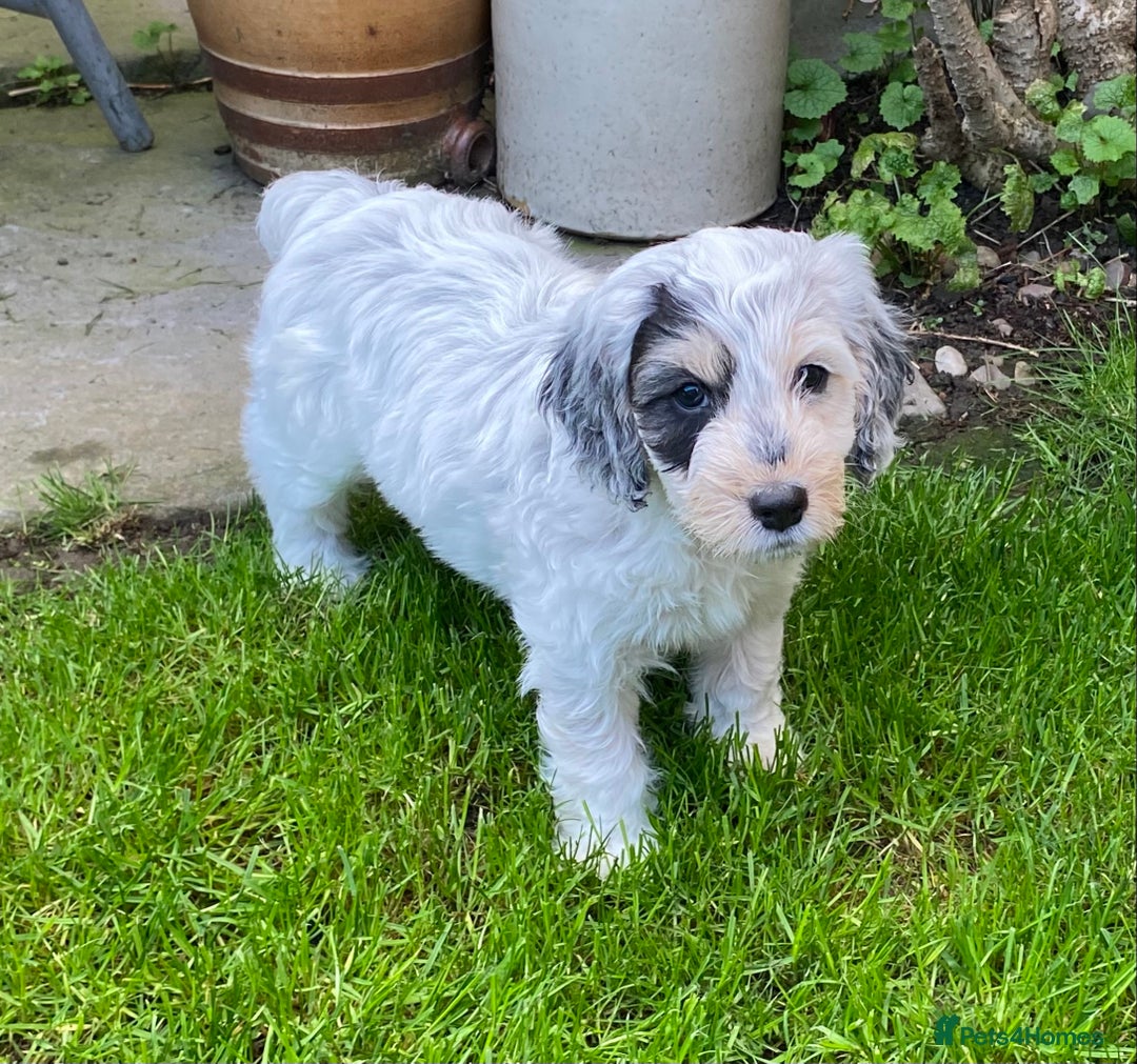 Cockapoo dogs for sale: Beautiful cockapoo puppy’s  - Image 4