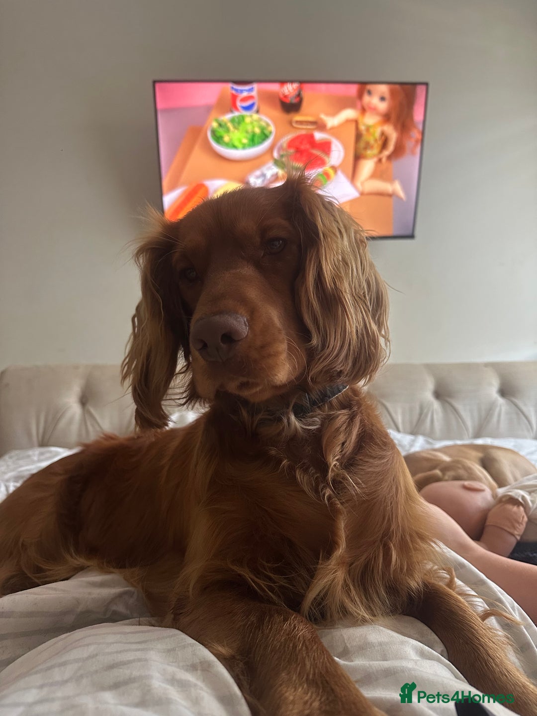 Cocker Spaniel dogs for sale: 14 month old spaniel - Image 4