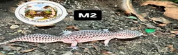 Gecko reptiles for sale: Lizards for rehome  - lot to choose from  - Advert 6