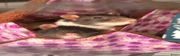 Rat rodents for sale: group of 4 friendly rats (cage+everything incl) - Advert 17