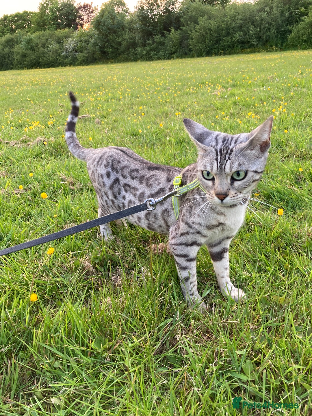Bengal cats for sale: Bengal Kittens For Sale (Ready To Go - 1 left) - Image 24