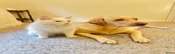 Labrador Retriever dogs for sale: 2 Red Fox Boys, Yellow Boy & Pale Yellow Girl - Advert 6
