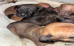 Mixed Breed dogs for sale: Cane Corso and Dogue de Bordeaux - Image 16