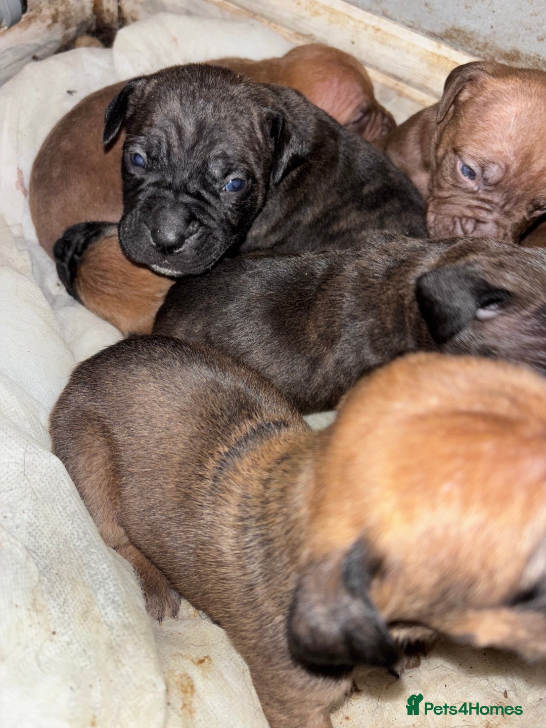 Mixed Breed dogs for sale: Cane Corso and Dogue de Bordeaux - Image 16