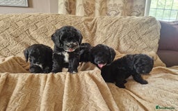 Cockapoo dogs for sale: Stunning litter of F1 Cockapoos - Image 10