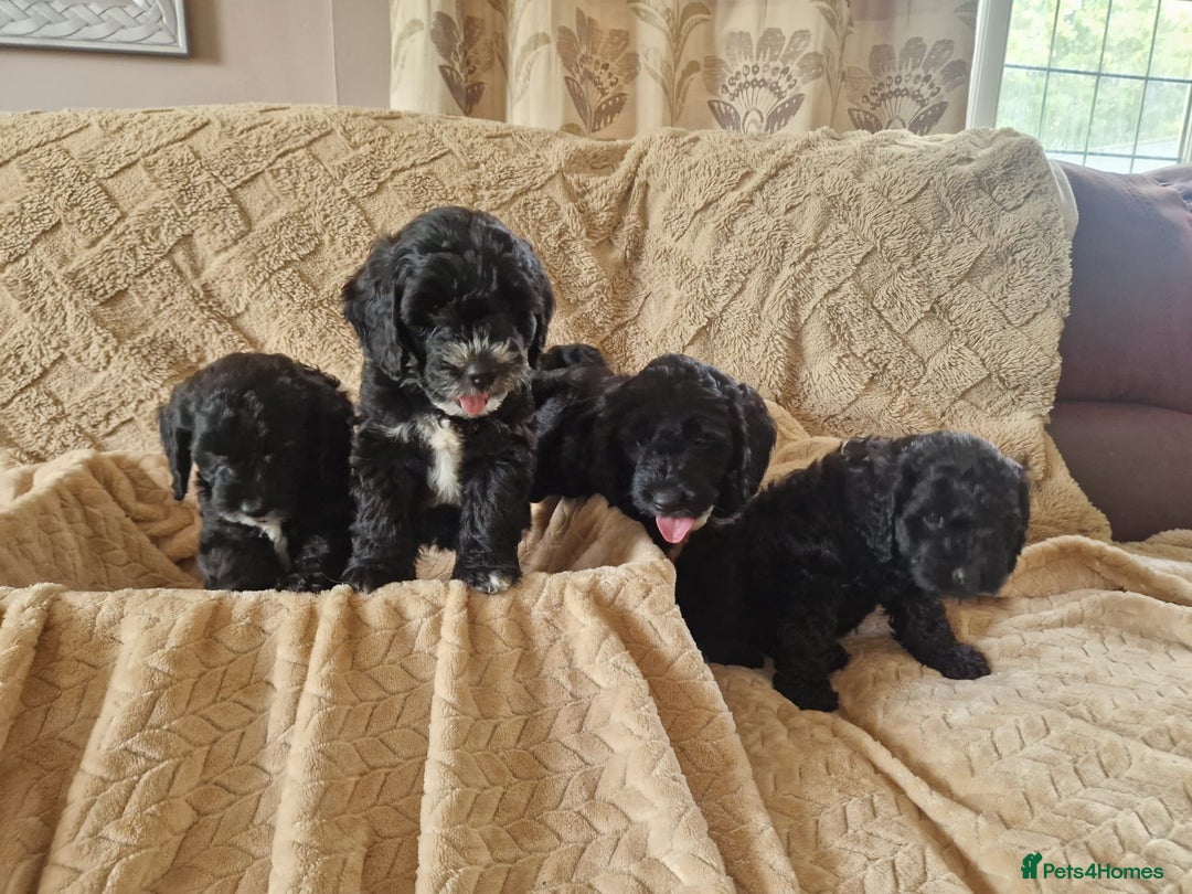 Cockapoo dogs for sale: Stunning litter of F1 Cockapoos - Image 10