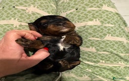 Cavapoo dogs for sale: Cavapoo puppies fully health tested parents - Image 7