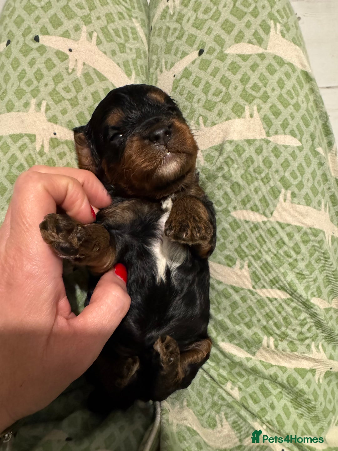 Cavapoo dogs for sale: Cavapoo puppies fully health tested parents - Image 7