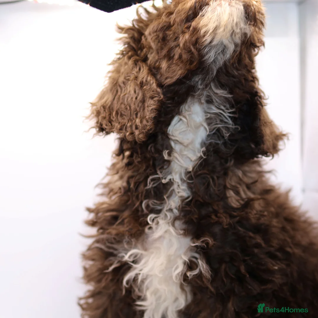 Labradoodle dogs for sale: 🐾🌈 Bred for Potential, Raised for Resilience🐾🌈 - Advert 32