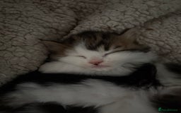 Mixed Breed cats for sale: 5 wee kittens needing homes. - Image 7