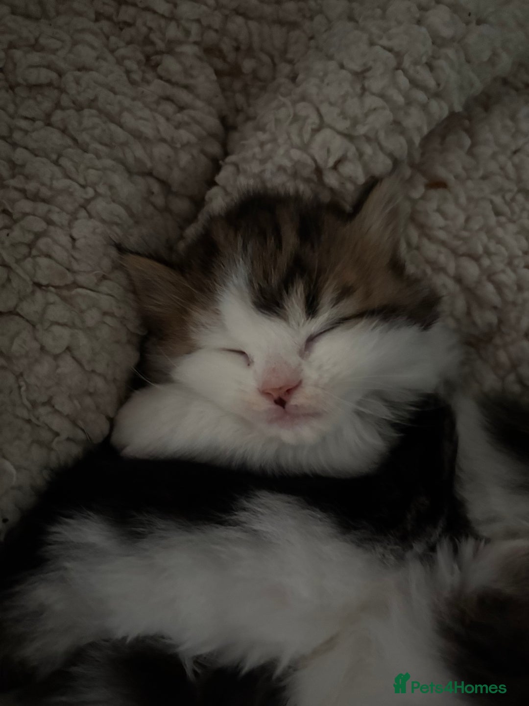 Mixed Breed cats for sale: 5 wee kittens needing homes. - Image 7