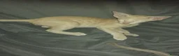 Oriental cats for sale: Oriental Siamese kittens gccf - Advert 5