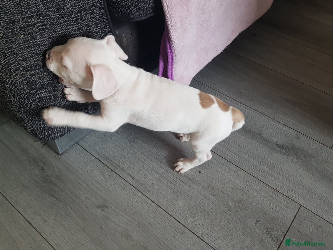 Mixed Breed dogs for sale: Frenchie X staffy. 4 left  - Image 9