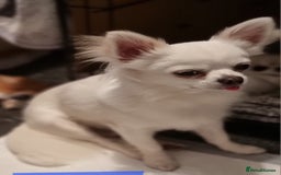 Chihuahua dogs for stud: Stud long haired white Chihuahua  in Coatbridge - Image 1