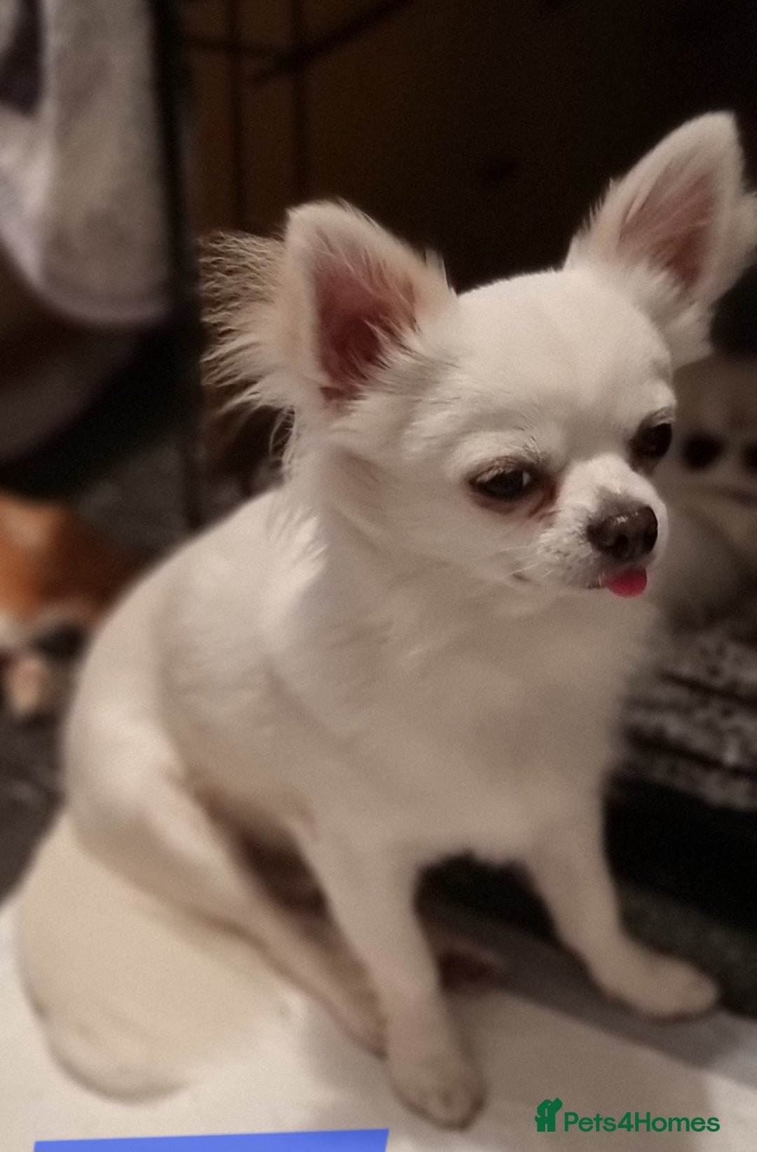 Chihuahua dogs for stud: Stud long haired white Chihuahua  in Coatbridge - Image 1