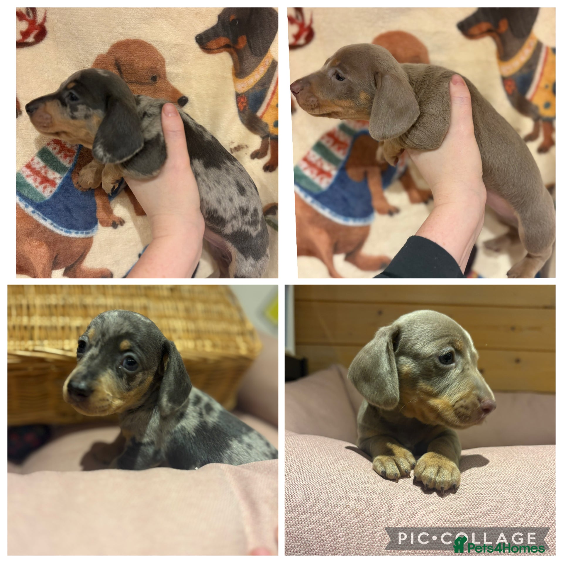 Miniature Dachshund dogs Miniature Dachshund KC Puppies  - Advert 4