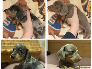 Miniature Dachshund dogs Miniature Dachshund KC Puppies - Advert 4