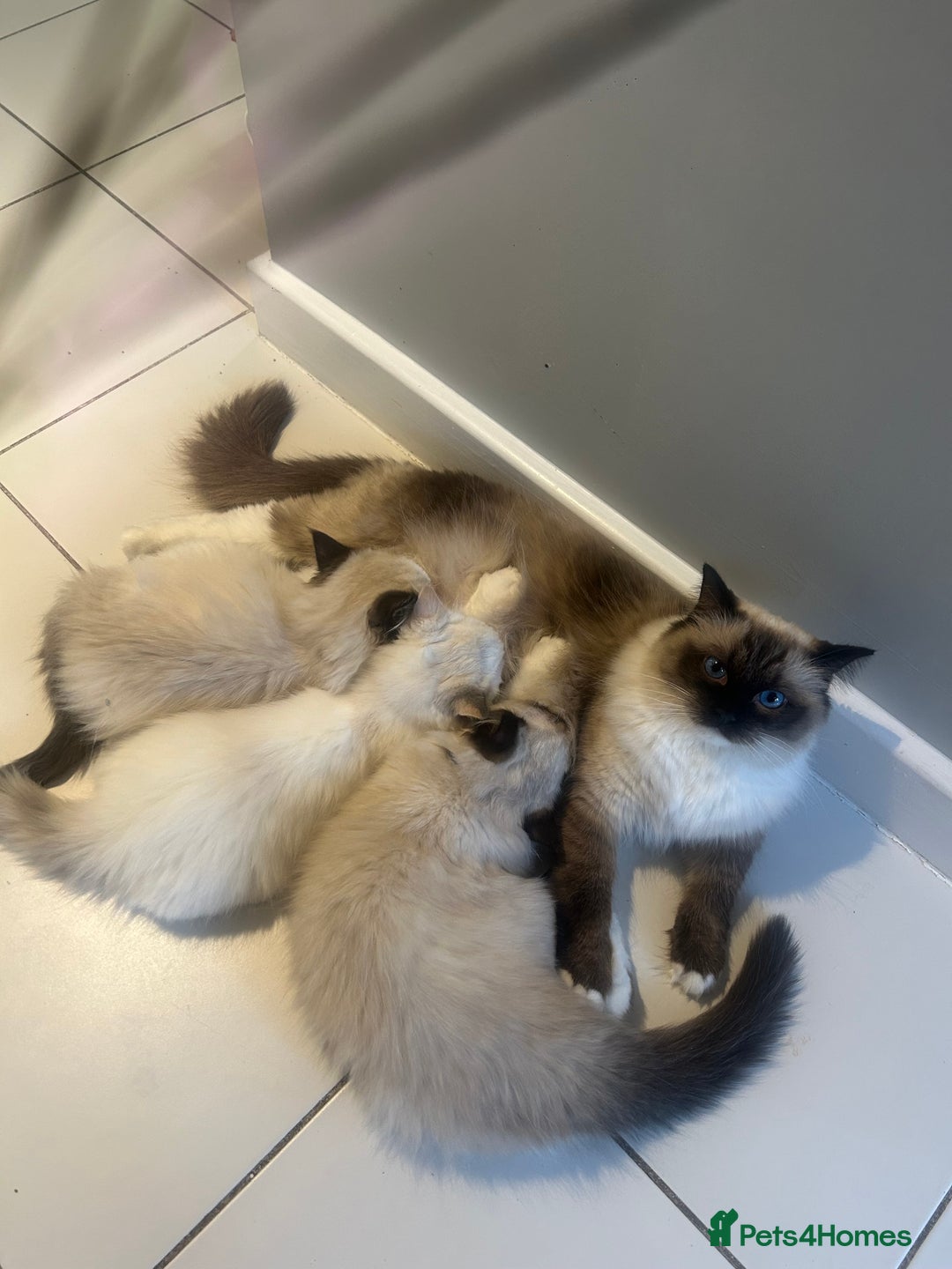 Ragdoll cats for sale: **Extra fluffy, TICA reg ragdoll baby** - Advert 12