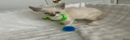 Ragdoll cats for sale: RAGDOLL/PERSIAN Kittens  - Advert 15