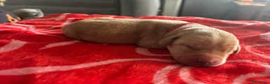 Red collar 