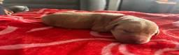 Labrador Retriever dogs for sale: Labrador puppies. PLEASE READ DESCRIPTION.  - Advert 7