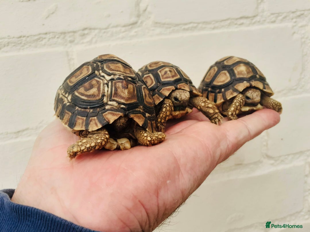 Tortoise reptiles for sale: Baby Leopard Tortioes  - Image 3