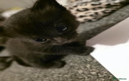 British Shorthair cats for sale: Kittens - Image 1
