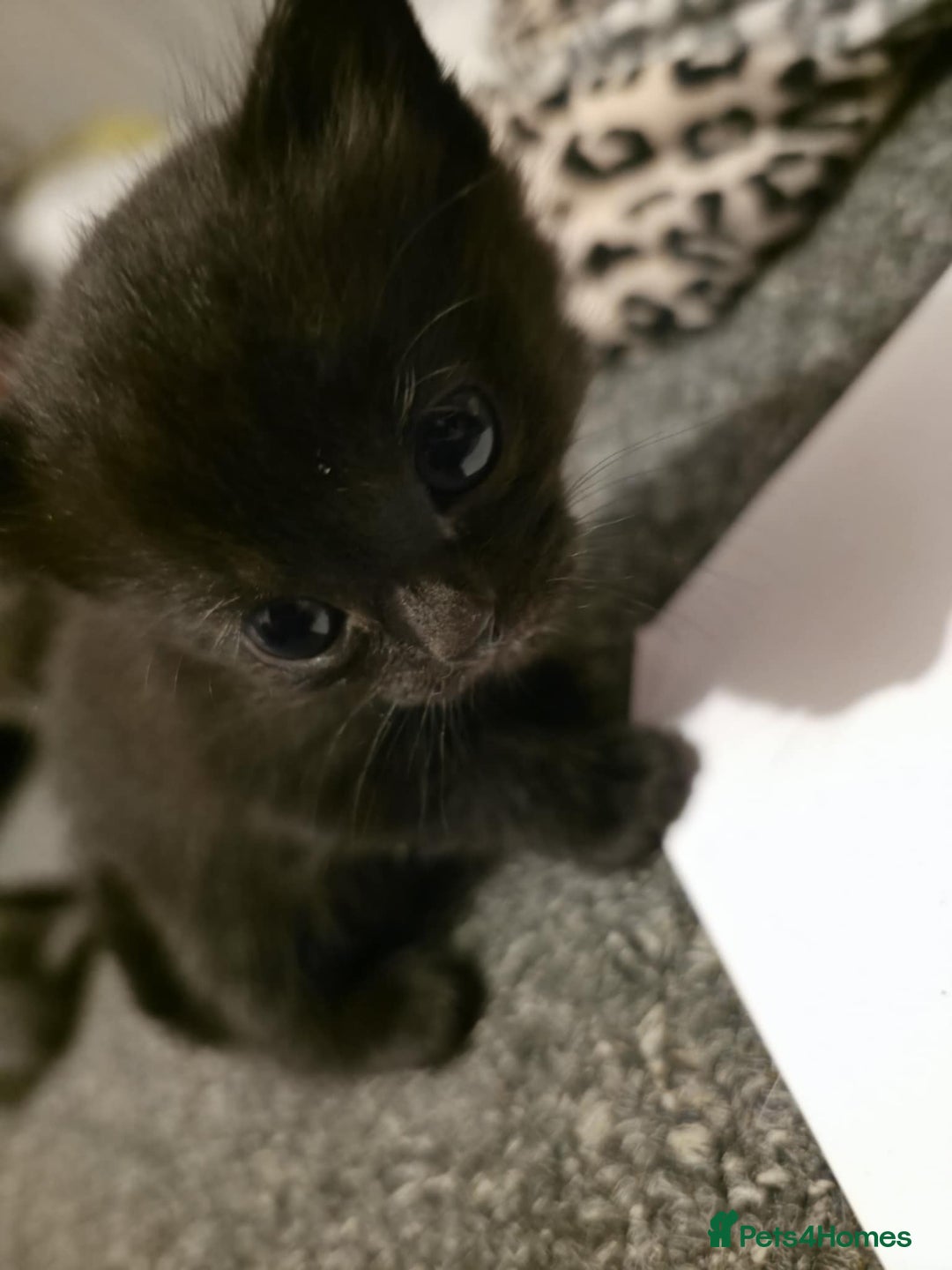 British Shorthair cats for sale: Kittens - Image 1