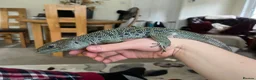Lizard reptiles for sale: Male European Eyed Lizard / Jewled Lacerta in Petworth - Advert 3