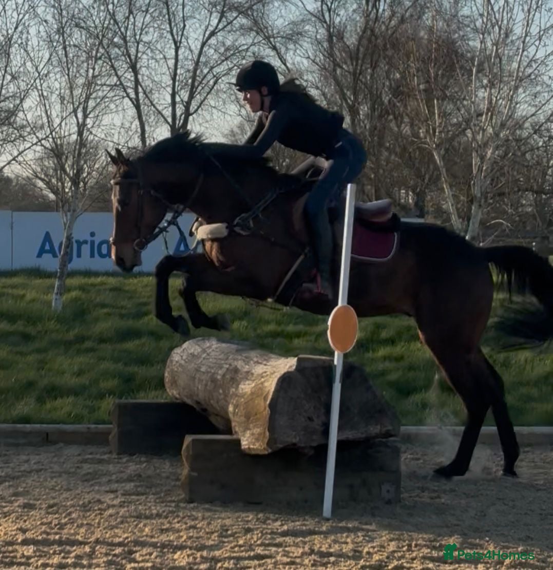 Irish Thoroughbred horses Safe all rounder  - Advert 1