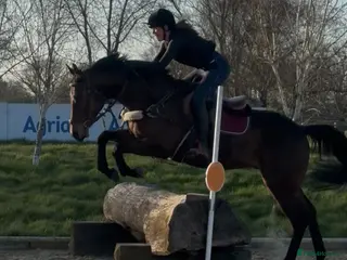 Irish Thoroughbred horses Safe all rounder - Advert 18