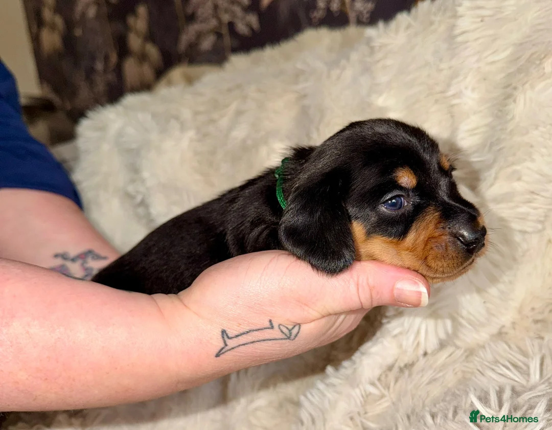 Miniature Dachshund dogs for sale: Your new best friend awaits🥰 5 gorgeous boys🩵 - Advert 9
