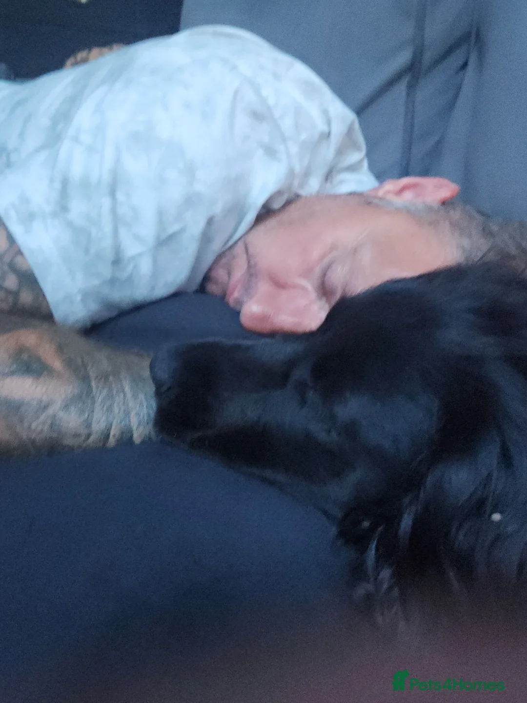 Cocker Spaniel dogs for sale: Hattie is looking for a new home - Advert 2